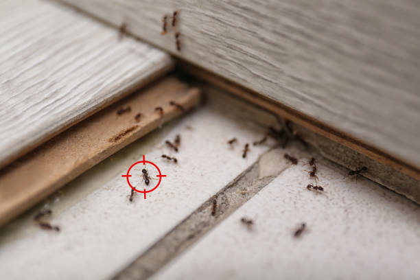 Best Affordable Pest Control Services  in Denton, TX
