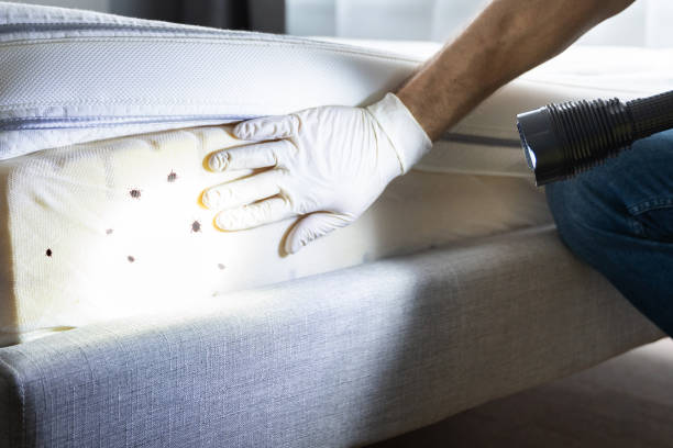 Best Bed Bug Extermination  in Denton, TX
