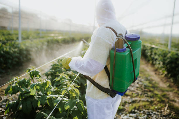 Best Termite Control Services  in Denton, TX